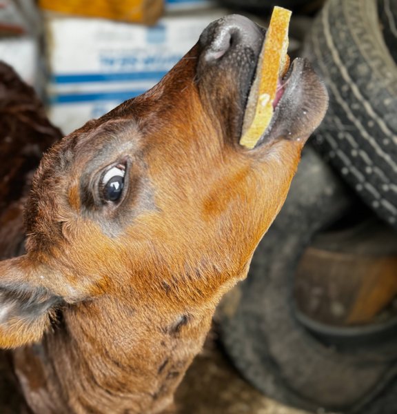 Colorful piglets nursing