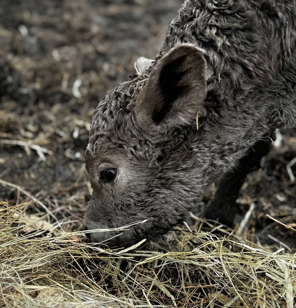 Colorful piglets nursing