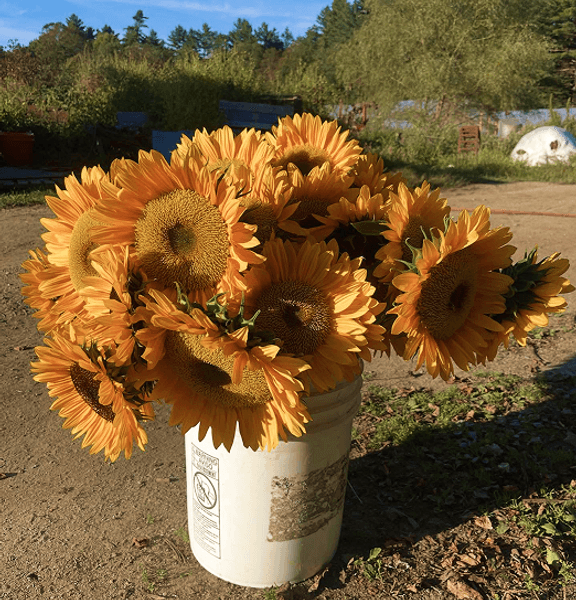 Sunflowers in bucket