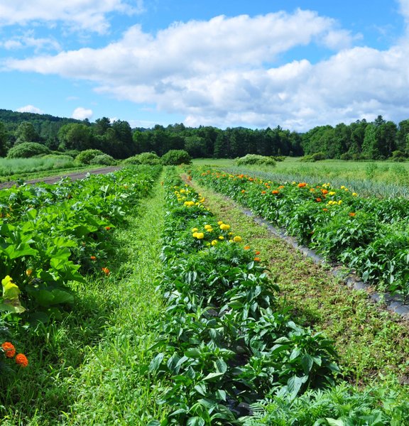 Farmer holding tomatoes