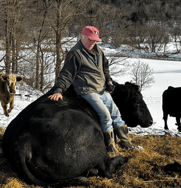 Cattle in green pasture