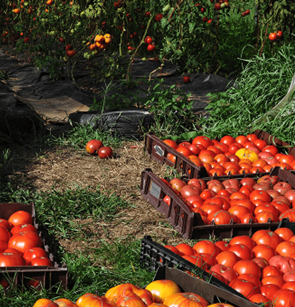 Fresh harvested vegetables