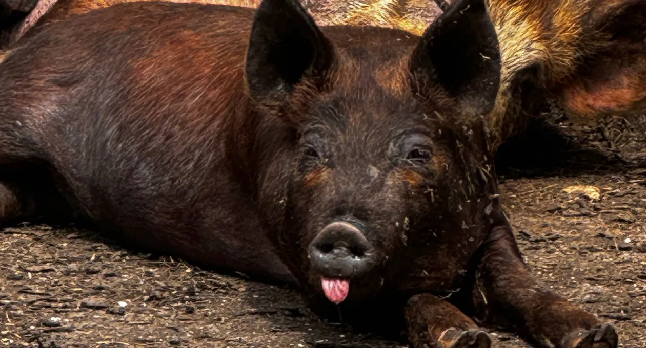 summer meat CSA share