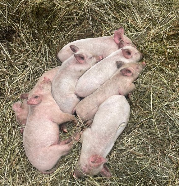 Piglets sleeping