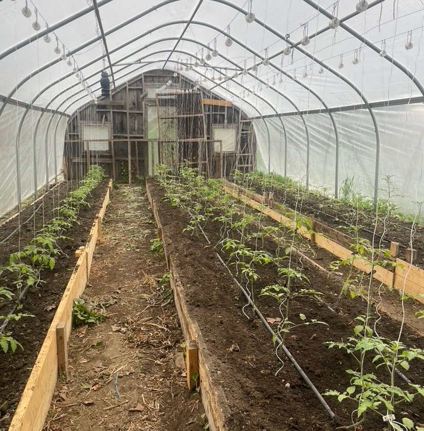 Plants in greenhouse