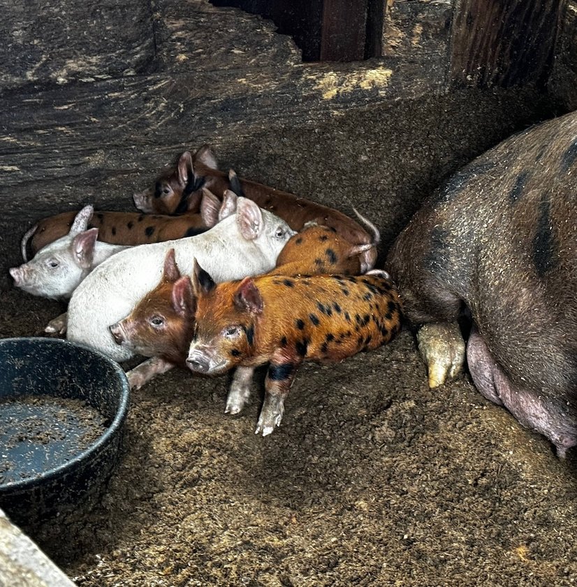 Red truck with flowers