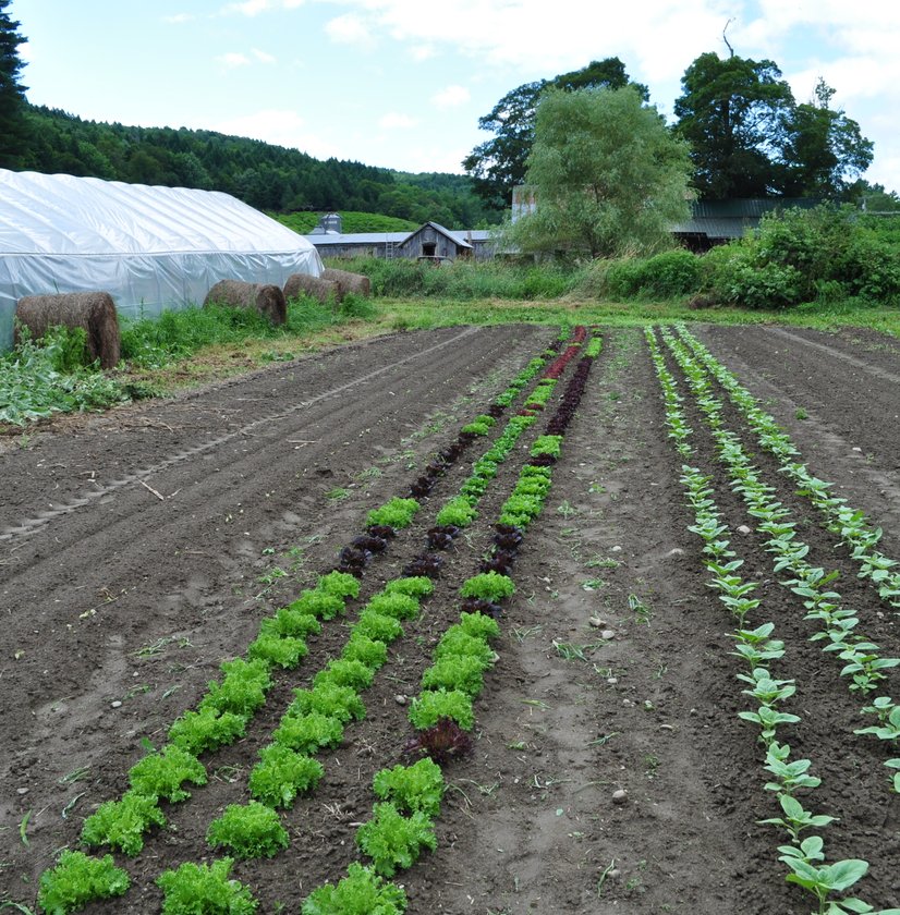 Rows of vegetables