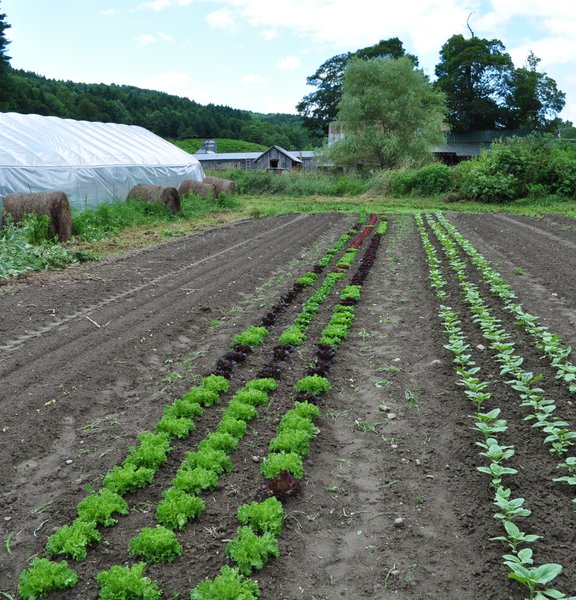 Rows of vegetables