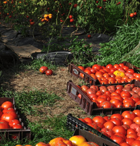 Tomatoes in boxes
