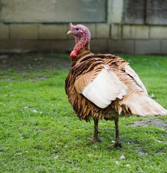Turkey on grass